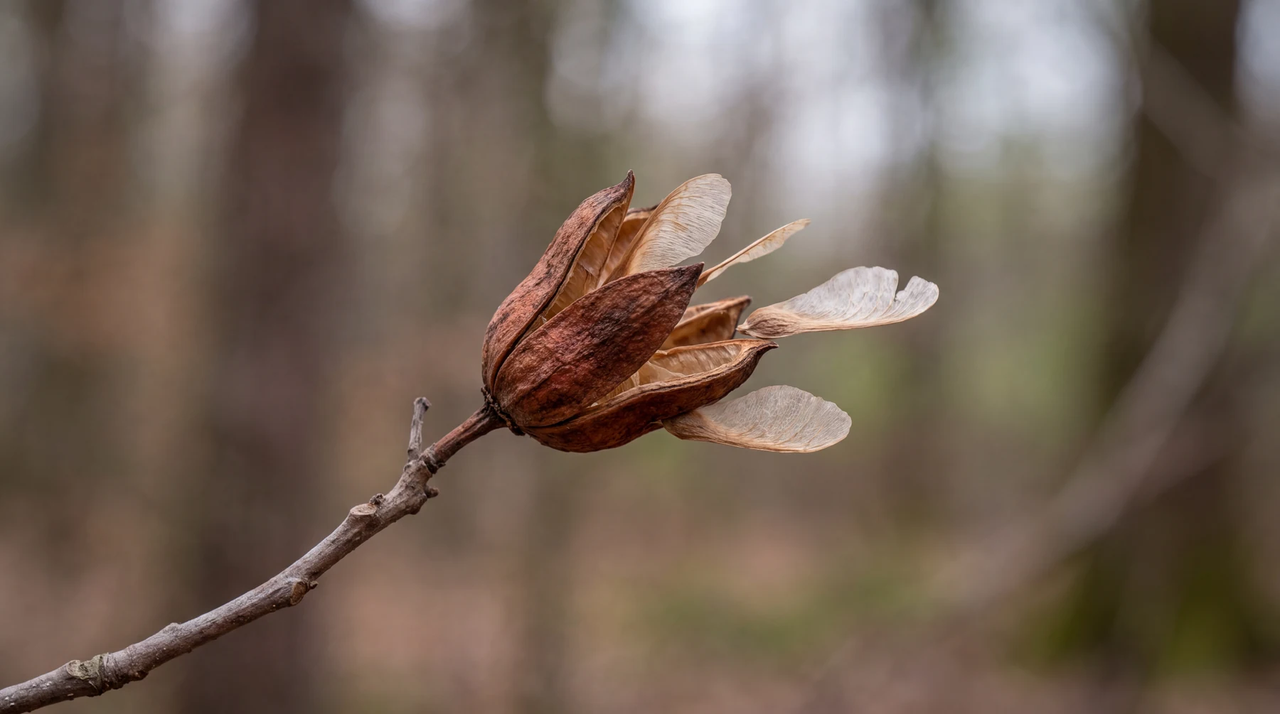 Conceptual illustration of a Spanish cedar woody capsule releasing winged seeds.