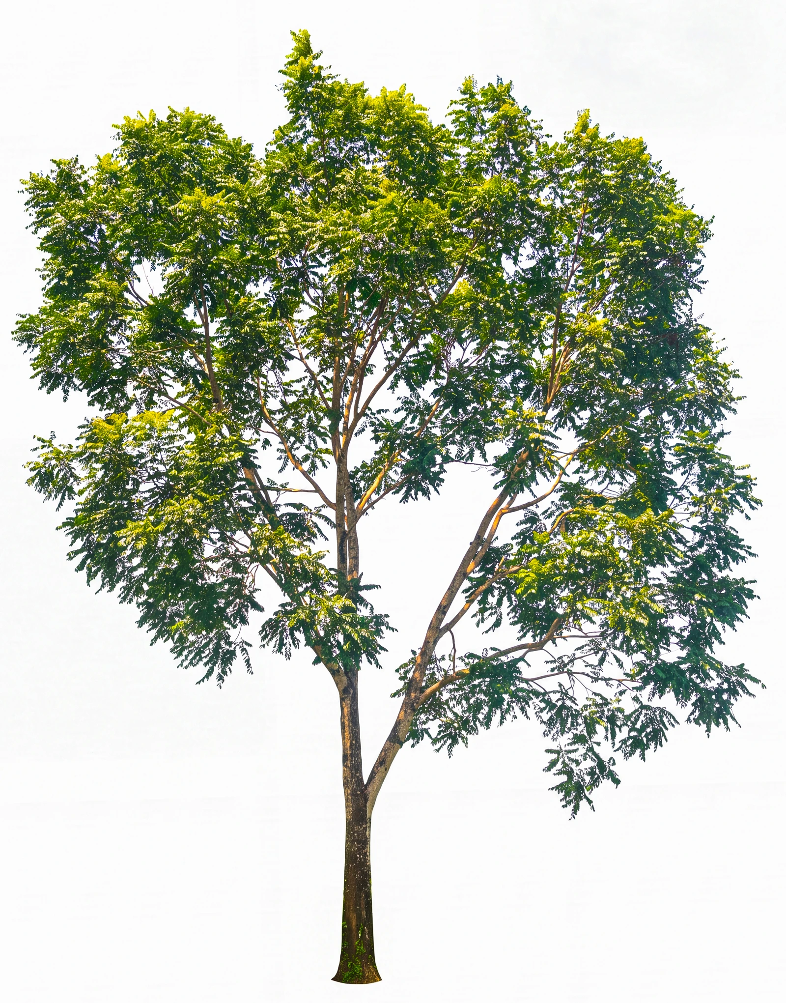 Cedro amargo juvenil (Cedrela odorata)
