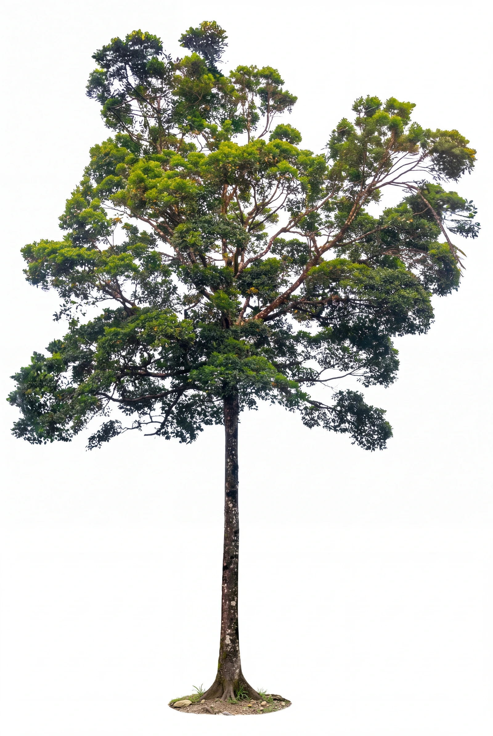 Chancho blanco (Vochysia guatemalensis)