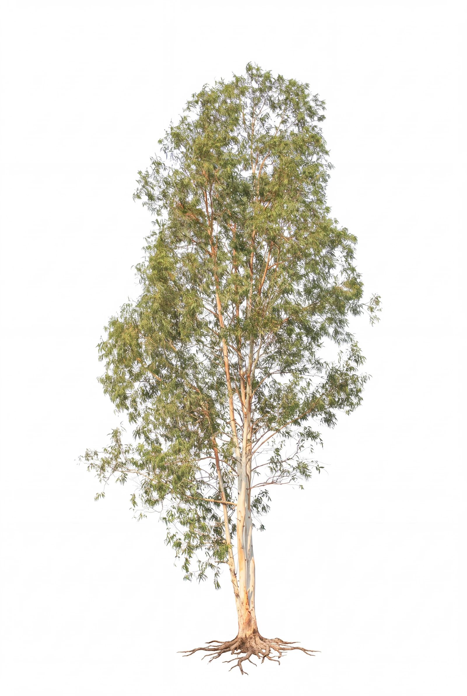 Eucalipto (Eucalyptus grandis)