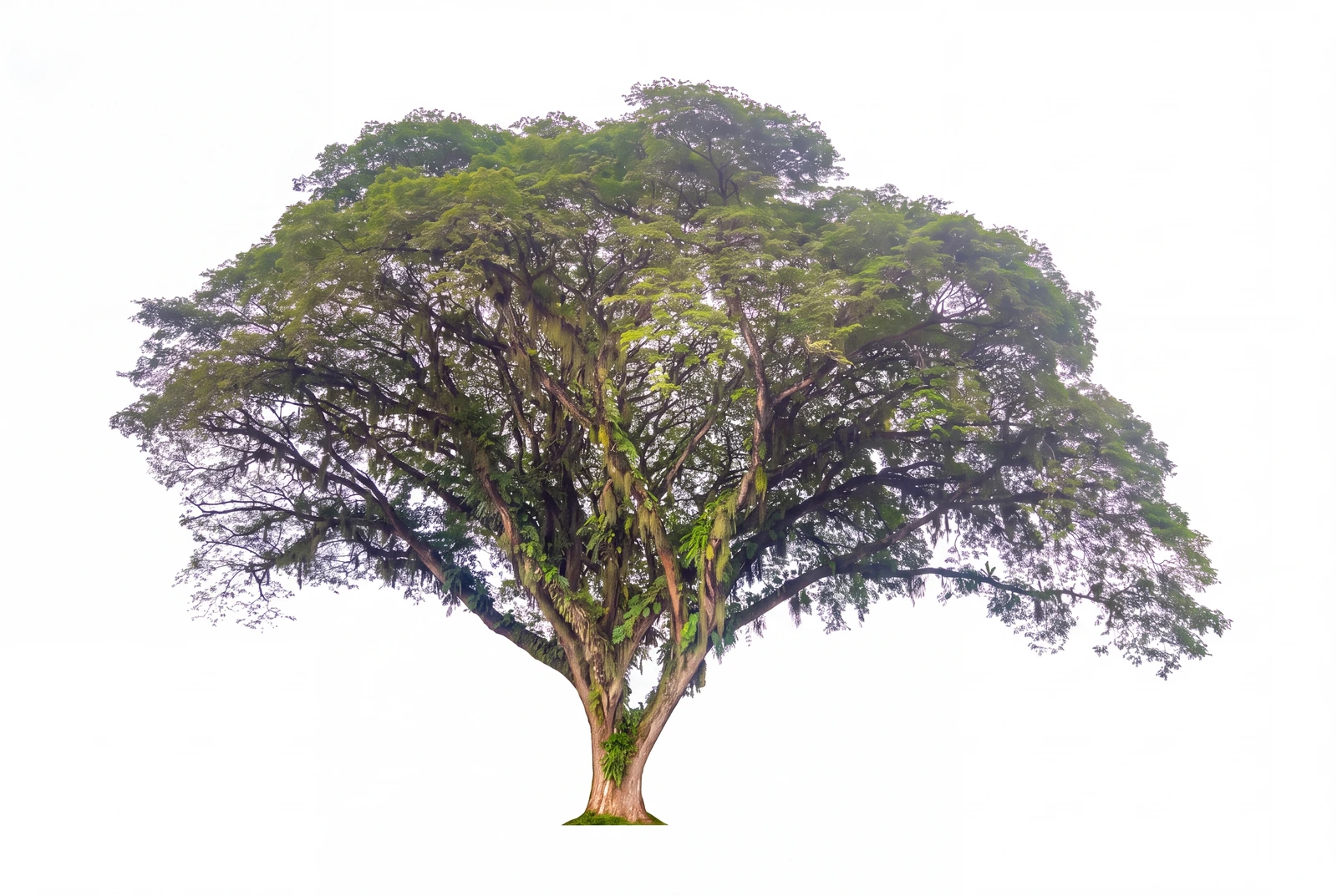 Guanacaste (Enterolobium cyclocarpum)